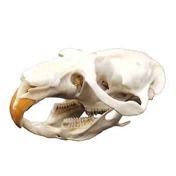 61+-MMad9NL._UF350,350_QL50_.jpg
